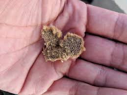 Gypsy moth egg masses can contain 100 to 1,000 eggs. Cbp Finds Asian Gypsy Moth Egg Masses On Vessel U S Customs And Border Protection