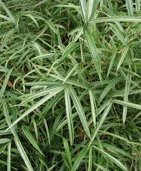 Image result for Pleioblastus fortunei