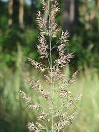Image result for Agrostis epigejos