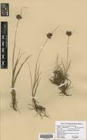 Image result for Cyperus rigidifolius