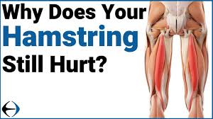 Research shows that depending on the sport, you'll find hamstring stains can accounts for 8% to 25% of all reported injuries.1… Why Does Your Hamstring Still Hurt Evercore Move With A Strong Healthy Body