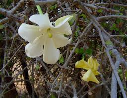 Image result for Leptactina platyphylla