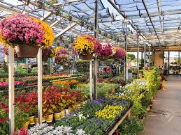 Light up your home with annuals. Rows Of Colorful Flowers And Plants For Sale At A Garden Nursery Stock Photo Picture And Royalty Free Image Image 132333954