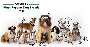 America S Most Popular Dog Breeds The Dog People By Rover Com