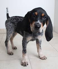 Sadie is a coonhound bluetick about one year old 42 lbs, up to date on her vaccinations and spayed. Bluetick Coonhound Dog For Adoption In Eden Prairie Mn Adn 527797 On Puppyfinder Com Gender Female Coonhound Puppy Blue Tick Hound Puppy Hound Dog Puppies