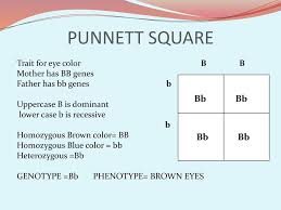 What is a punnett square and why is it useful in genetics. Why Do We Look The Way We Are Ppt Download
