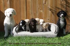 The swd is a medium size, athletic, robust dog that is slightly longer than tall. Puppies Praderia