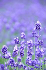 34 Different Types Of Purple Flowers For Your Garden Types Of Purple Flowers Lavender Flowers Purple Flowers