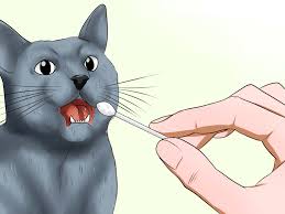 Russian white, black, and tabby cats tend to be small in size. How To Identify A Russian Blue 12 Steps With Pictures Wikihow