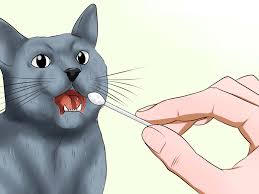 A medium sized cat, the russian blue can be up to 12 pounds in weight, and tends to have fairly good health. How To Identify A Russian Blue 12 Steps With Pictures Wikihow