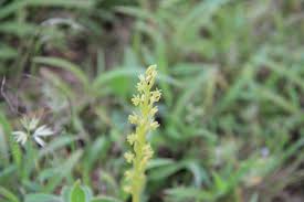 Image result for Habenaria peristyloides