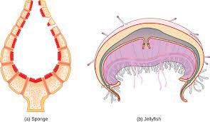 Undefined Biology For Ap Courses Openstax Cnx
