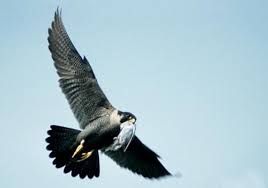 Hayabusa, das japanische wort für wanderfalke, ist im november 2005 auf dem etwa 500 meter großen asteroiden. Der Wanderfalke