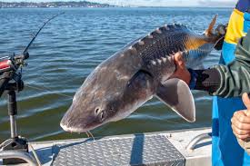 The earliest sturgeon fossils date to the late cretaceous, and are descended from other. Sturgeon Fishing In Bc All You Need To Know