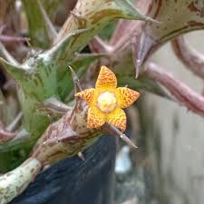Image result for Orbea schweinfurthii