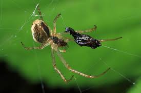 If your dog eats almost any type of household fly, like fruit flies, drain flies or gnats, it's very unlikely really, though, the most effective way to stop your dog from chasing and eating flies is to just try to. Spider Eating Fly Wildlifemacro