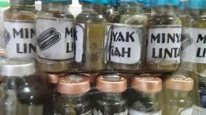 Hasil gambar untuk kata kunci minyak lintah