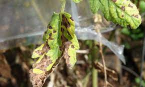 We did not find results for: Septoria Leaf Spot What It Is And How To Fix It Epic Gardening