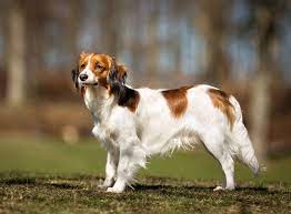 Contributed to by a series of specialist nederlandse kooikerhondje trainers, this is a must have addition to your collection. Kooikerhondje Im Rasseportrait Zooroyal Magazin