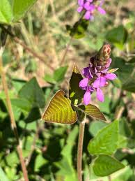 Image result for Desmodium intortum