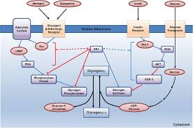 Maybe you would like to learn more about one of these? Regulation Of Glucose Metabolism From A Liver Centric Perspective Experimental Molecular Medicine