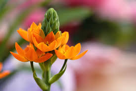 Così ho pensato di provare sia sul rosso sia sull'azzurro, devo dire. Ornitogallo Un Fiore Particolare E Bello Per Un Giardino Originale Inran