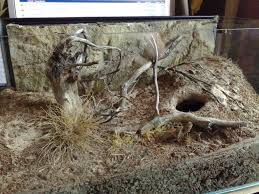 Tarantula Naturalistic Set Up Inspired By The Natural Habitat Thread Tarantula Nature Terrarium Tarantula Enclosure Tarantula Habitat Reptile Habitat