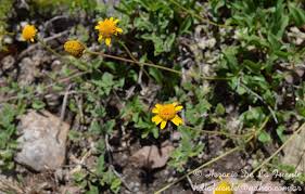 Image result for Pascalia glauca