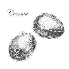 Hi, friends in this video i am going to show how to draw a coconut tree step by step.draw basic shapes of coco but tree lightly.first, draw the trunk, then j. Vector Coconut Hand Drawn Sketch With Palm Leaf Stock Vector Illustration Of Food Etching 63688661