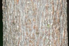 Image result for Maytenus undata