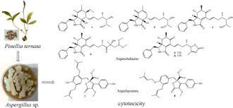 Image result for Heteromorpha sp. agg.