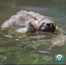 Sloths don't do well on the ground, as their weak hind legs mean they have to pull themselves along. The Sloth Institute Auf Twitter Slothfact Did You Know That Sloths Can Hold Their Breath Underwater For 40 Minutes They Are Great Swimmers And Can Slow Their Heart Rate To One Third