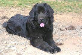 Look at pictures of newfoundland puppies in california who need a home. Puppies Available Wolfcreek Newfoundlands