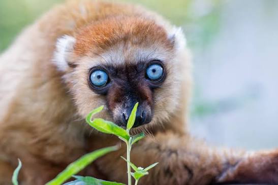 Blue-eyed black lemur project - Apenheul
