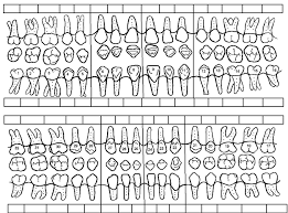 42 Right Printable Dental Chart