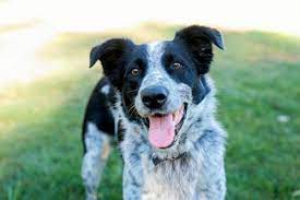 Border Collie Cross Cattle Dog Puppies Google Search Cattle Dog Puppies Puppies Dogs