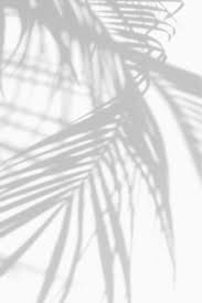 Plain white wallpapers hd 66 images however as long as there are subcultures associated with particular ethnic or socioeconomic gr. Wallpaper White Palm Leaves Minimalism White Background Wallpaper White Aesthetic Shadow Plants