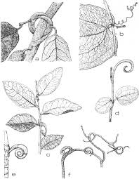 Image result for Grewia schmitzii