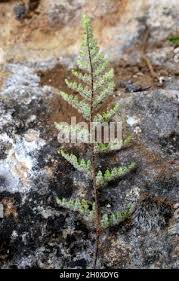 Image result for Cheilanthes perlanata