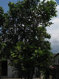 Tetapi tahukah anda, di malaysia jambu air p/s: Jambu Air Wikipedia Bahasa Melayu Ensiklopedia Bebas