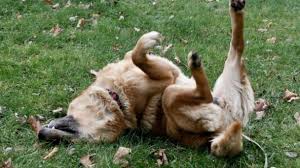 Asquerosas é um adjetivo, feminino plural de asqueroso Por Que Los Perros Se Revuelcan En Cosas Asquerosas El Diario De Carlos Paz