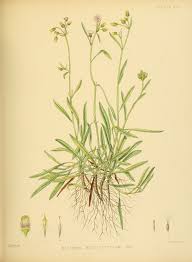 Image result for Blumea