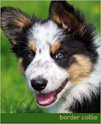 Border collie puppies border collies cute borders puppy names superhero logos cute puppies adoption road trip youtube. Border Collie A Gift Journal For People Who Love Dogs Border Collie Puppy Edition So Cute Puppies Volume 3 Todayspetpublishing 9781494452391 Amazon Com Books
