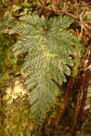 Image result for Abrodictyum rigidum