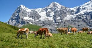 Switzerland, federated country of central europe. Vil Vri Politikken I Retning Sveits Bondevennen