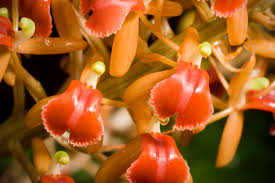 Image result for Liparis mulindana