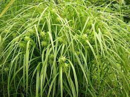 Bur Sedge Is A Terrific Ornamental Sedge A Beautiful Vase Shape With Arching Leave Blades And Really Cool Sp Lawn And Garden Native Plants Grass Alternative