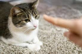 Los gatos reconocen su nombre cuando los llamas