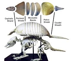Armadillos: Animals That Wear Armor Ebook By Caitlind L. Alexander - Epub |  Rakuten Kobo 9781301647293