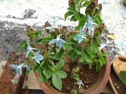 Image result for Ecbolium hastatum